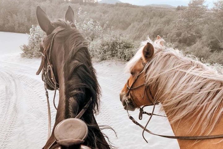 a brown horse standing next to a body of water