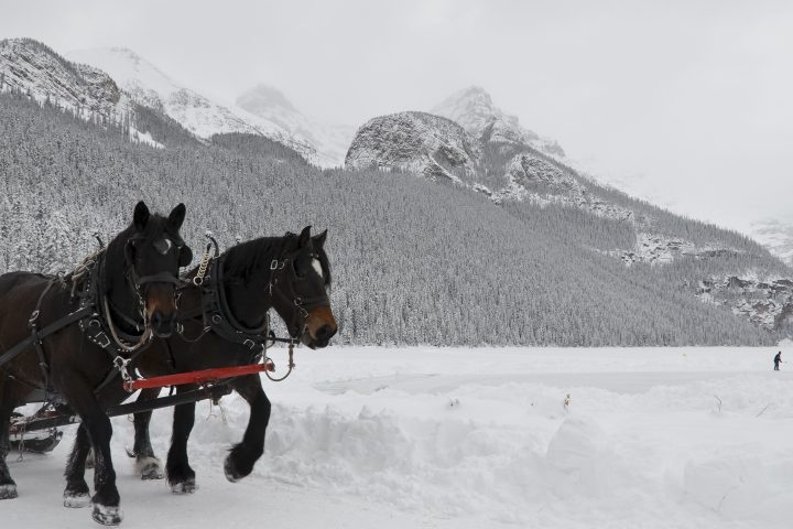 Sleigh ride, Lake Louise