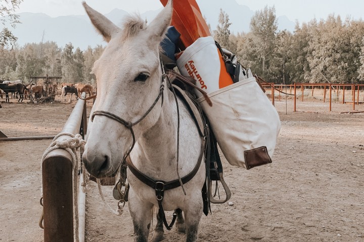 a horse is standing in the dirt
