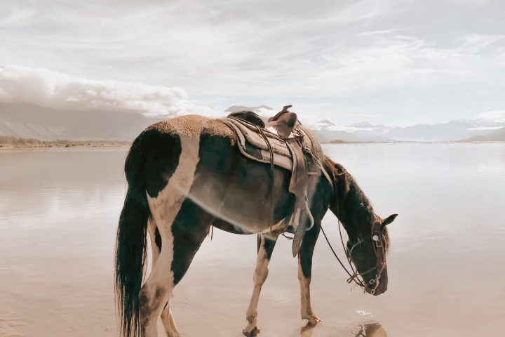 a brown horse standing next to a body of water