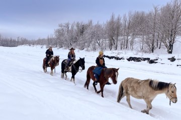 a group of cattle walking across a snow covered field