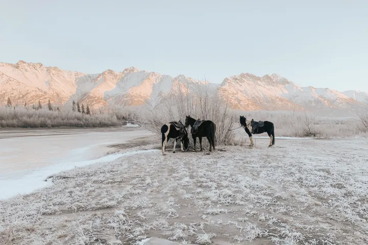 a herd of cattle standing on top of a sandy beach